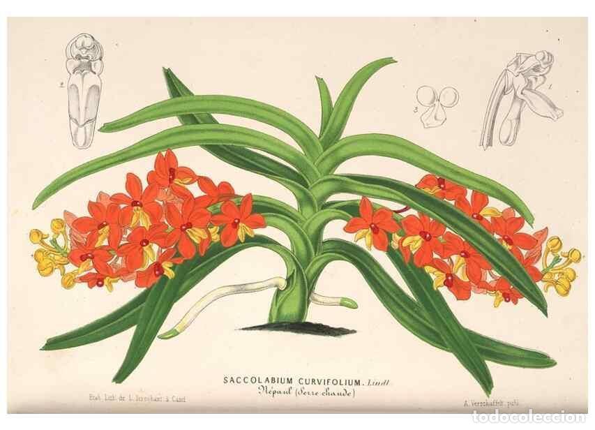 Colecionismo de Revistas e Jornais: Reproducci&oacute;n/Reproduction 49689626348: L'Illustration horticole :. Gand, Belgium :Imprimerie et lith