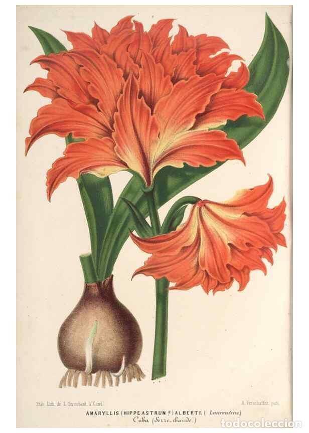 Colecionismo de Revistas e Jornais: Reproducci&oacute;n/Reproduction 49690160571: L'Illustration horticole :. Gand, Belgium :Imprimerie et lith