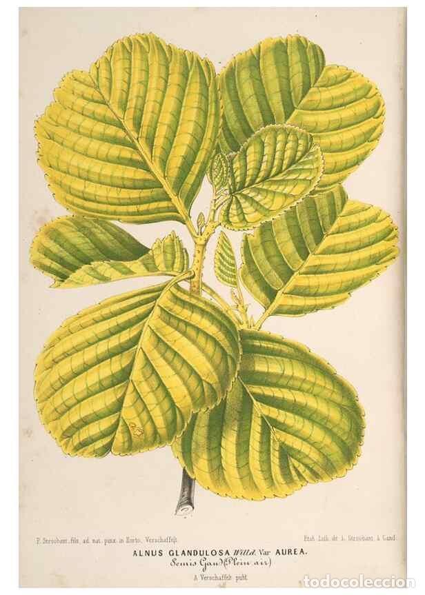 Colecionismo de Revistas e Jornais: Reproducci&oacute;n/Reproduction 49690158771: L'Illustration horticole :. Gand, Belgium :Imprimerie et lith