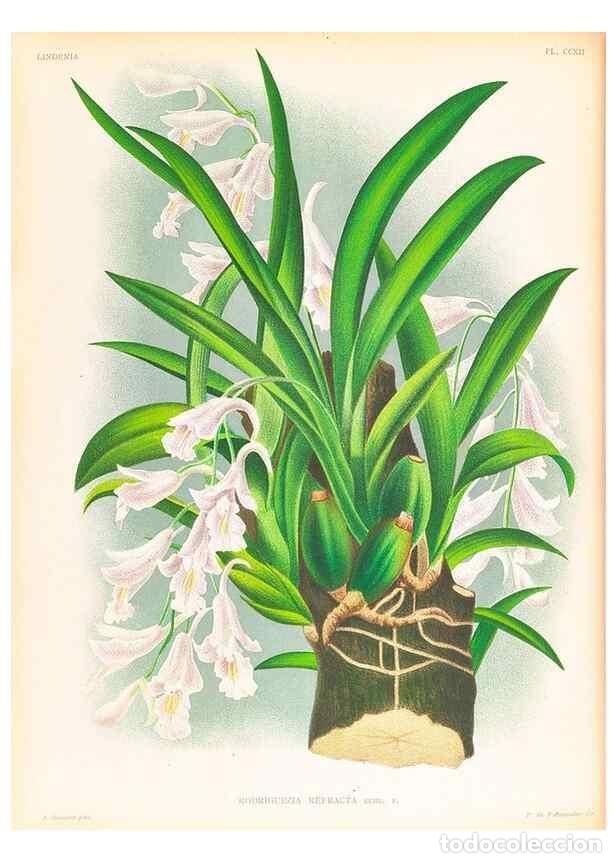 Colecionismo de Revistas e Jornais: Reproducci&oacute;n/Reproduction 49756671108: Lindenia :. Gand [Belgium] :Impr. F. Meyer-van Loo,1885-1906.