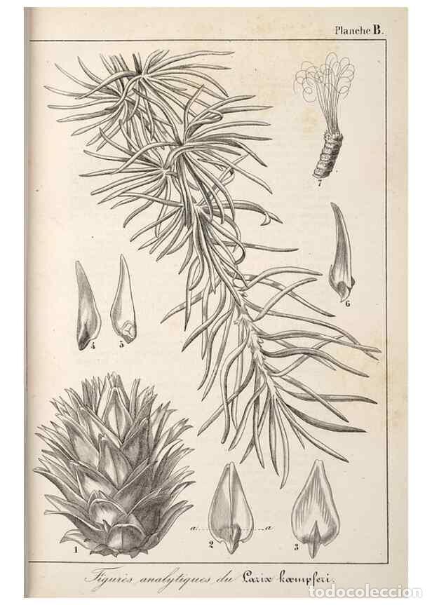 Colecionismo de Revistas e Jornais: Reproducci&oacute;n/Reproduction 49689766373: L'Illustration horticole :. Gand, Belgium :Imprimerie et lith