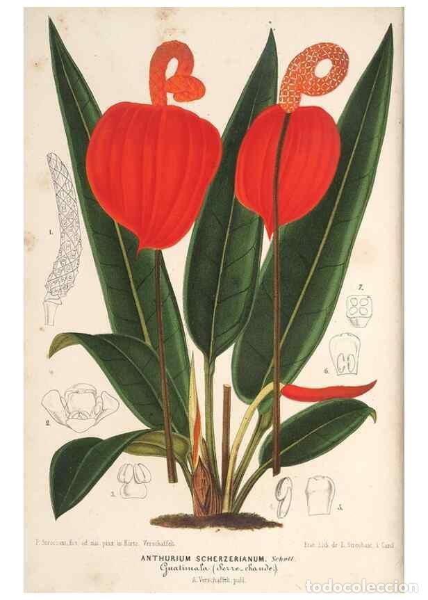 Colecionismo de Revistas e Jornais: Reproducci&oacute;n/Reproduction 49689624083: L'Illustration horticole :. Gand, Belgium :Imprimerie et lith