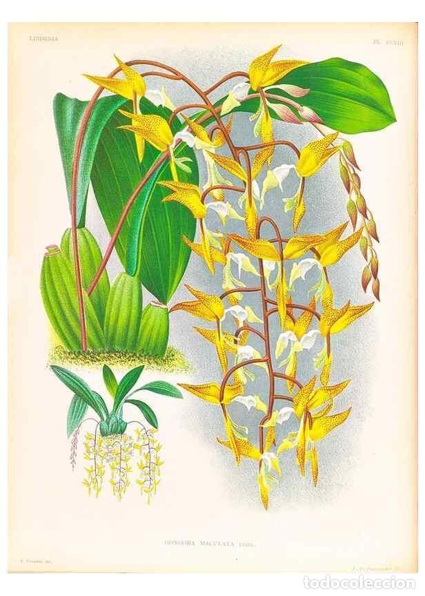 Colecionismo de Revistas e Jornais: Reproducci&oacute;n/Reproduction 49757195866: Lindenia :. Gand [Belgium] :Impr. F. Meyer-van Loo,1885-1906.