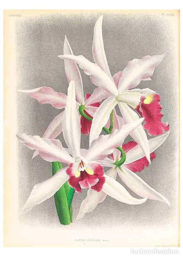 Colecionismo de Revistas e Jornais: Reproducci&oacute;n/Reproduction 49756664583: Lindenia :. Gand [Belgium] :Impr. F. Meyer-van Loo,1885-1906.