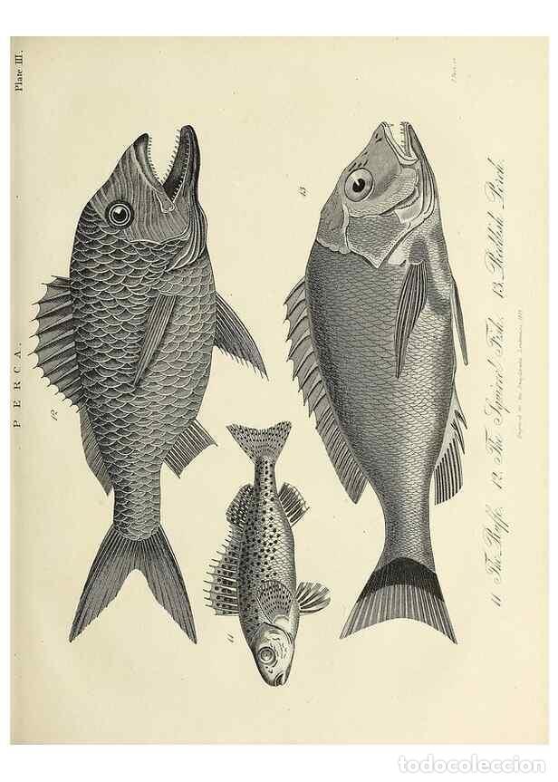 Colecionismo de Revistas e Jornais: Reproducci&oacute;n/Reproduction 49757512482: Encyclopaedia londinensis, or, Universal dictionary of arts,