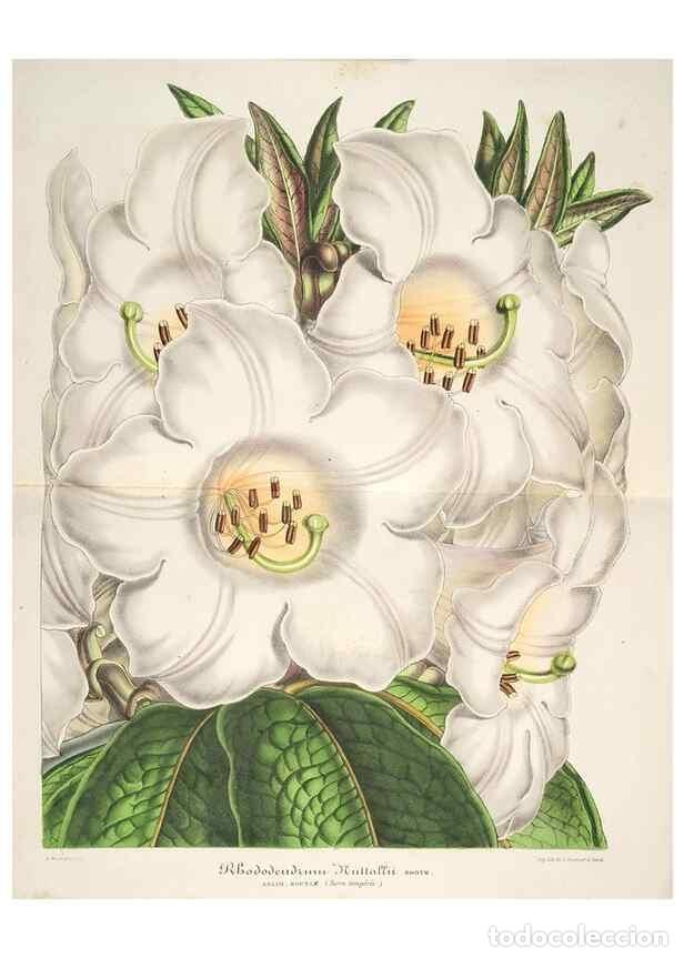 Coleccionismo de Revistas y Peri&oacute;dicos: Reproducci&oacute;n/Reproduction 49686248121: L'Illustration horticole :. Gand, Belgium :Imprimerie et lith