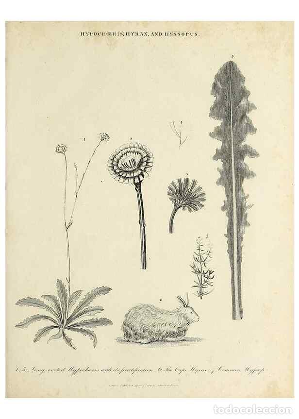 Coleccionismo de Revistas y Peri&oacute;dicos: Reproducci&oacute;n/Reproduction 49753999453: Encyclopaedia londinensis, or, Universal dictionary of arts,