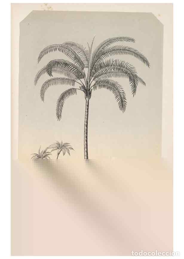 Collezionismo di Riviste e Giornali: Reproducci&oacute;n/Reproduction 49686491862: L'Illustration horticole :. Gand, Belgium :Imprimerie et lith