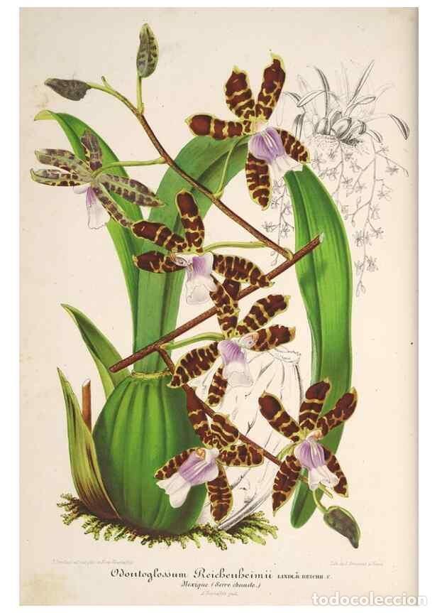 Collezionismo di Riviste e Giornali: Reproducci&oacute;n/Reproduction 49686249571: L'Illustration horticole :. Gand, Belgium :Imprimerie et lith