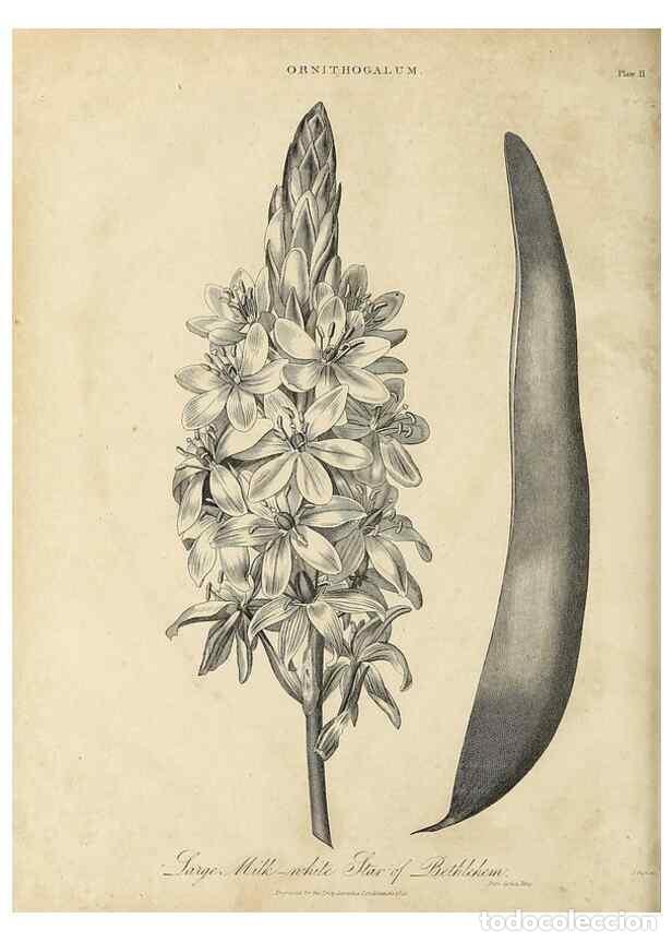 Collection Magazines and Newspapers: Reproducci&oacute;n/Reproduction 49756431398: Encyclopaedia londinensis, or, Universal dictionary of arts,