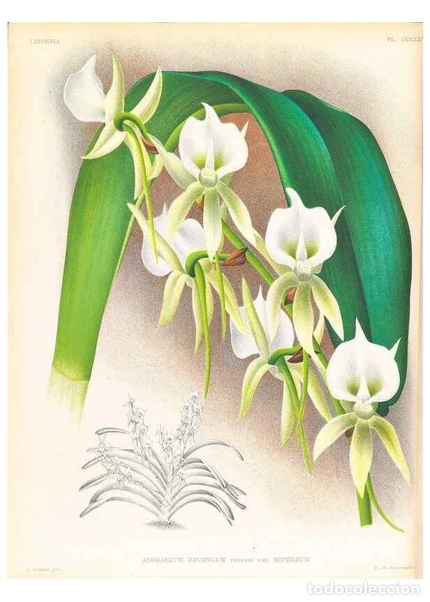 Collection Magazines and Newspapers: Reproducci&oacute;n/Reproduction 49757539082: Lindenia :. Gand [Belgium] :Impr. F. Meyer-van Loo,1885-1906.