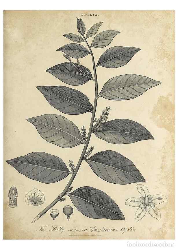 Collection Magazines and Newspapers: Reproducci&oacute;n/Reproduction 49756950651: Encyclopaedia londinensis, or, Universal dictionary of arts,