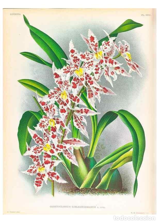 Collection Magazines and Newspapers: Reproducci&oacute;n/Reproduction 49757540152: Lindenia :. Gand [Belgium] :Impr. F. Meyer-van Loo,1885-1906.