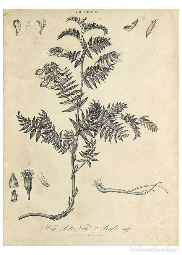 Collection Magazines and Newspapers: Reproducci&oacute;n/Reproduction 49756432418: Encyclopaedia londinensis, or, Universal dictionary of arts,