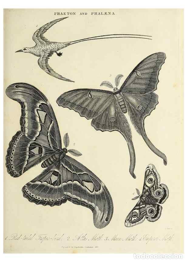 Collection Magazines and Newspapers: Reproducci&oacute;n/Reproduction 49756692583: Encyclopaedia londinensis, or, Universal dictionary of arts,