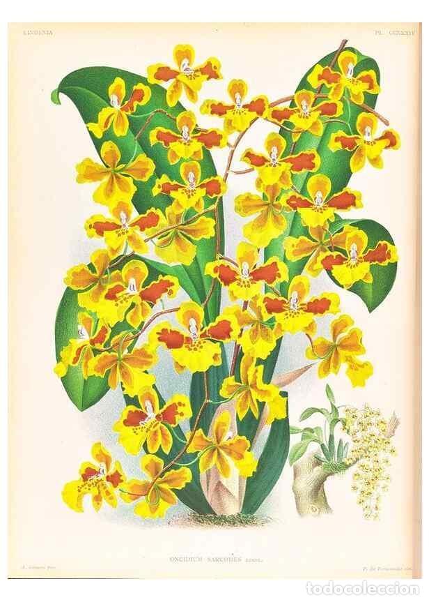 Collection Magazines and Newspapers: Reproducci&oacute;n/Reproduction 49756678388: Lindenia :. Gand [Belgium] :Impr. F. Meyer-van Loo,1885-1906.