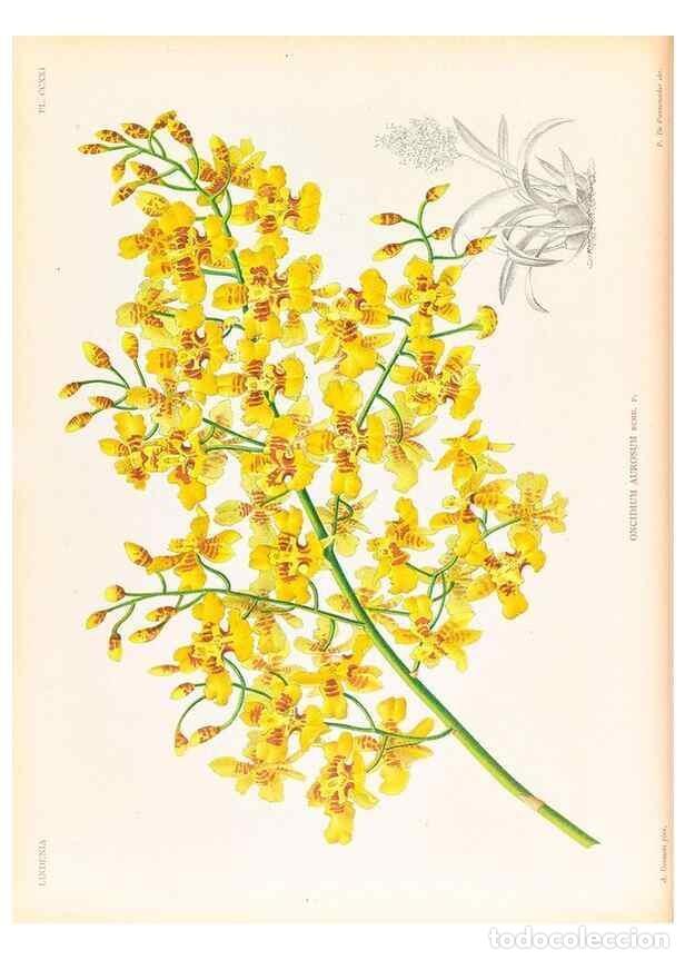 Collection Magazines and Newspapers: Reproducci&oacute;n/Reproduction 49757200231: Lindenia :. Gand [Belgium] :Impr. F. Meyer-van Loo,1885-1906.