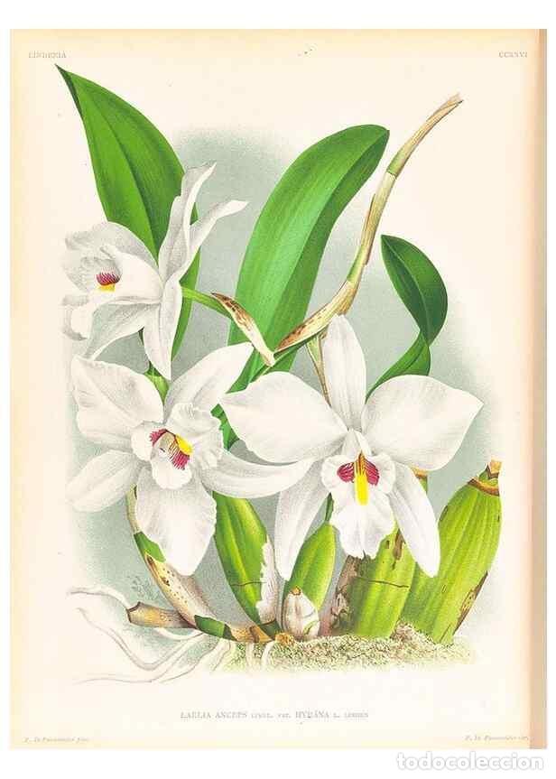 Collection Magazines and Newspapers: Reproducci&oacute;n/Reproduction 49757201546: Lindenia :. Gand [Belgium] :Impr. F. Meyer-van Loo,1885-1906.