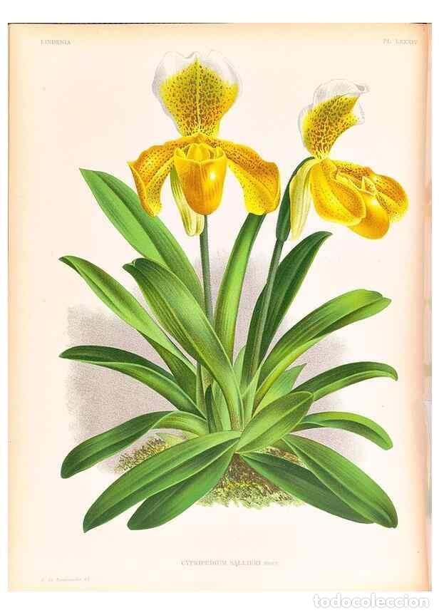 Collection Magazines and Newspapers: Reproducci&oacute;n/Reproduction 49757119676: Lindenia :. Gand [Belgium] :Impr. F. Meyer-van Loo,1885-1906.