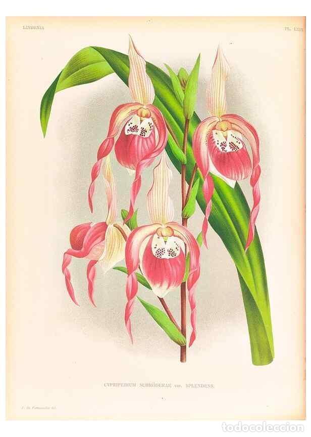 Collection Magazines and Newspapers: Reproducci&oacute;n/Reproduction 49757451017: Lindenia :. Gand [Belgium] :Impr. F. Meyer-van Loo,1885-1906.