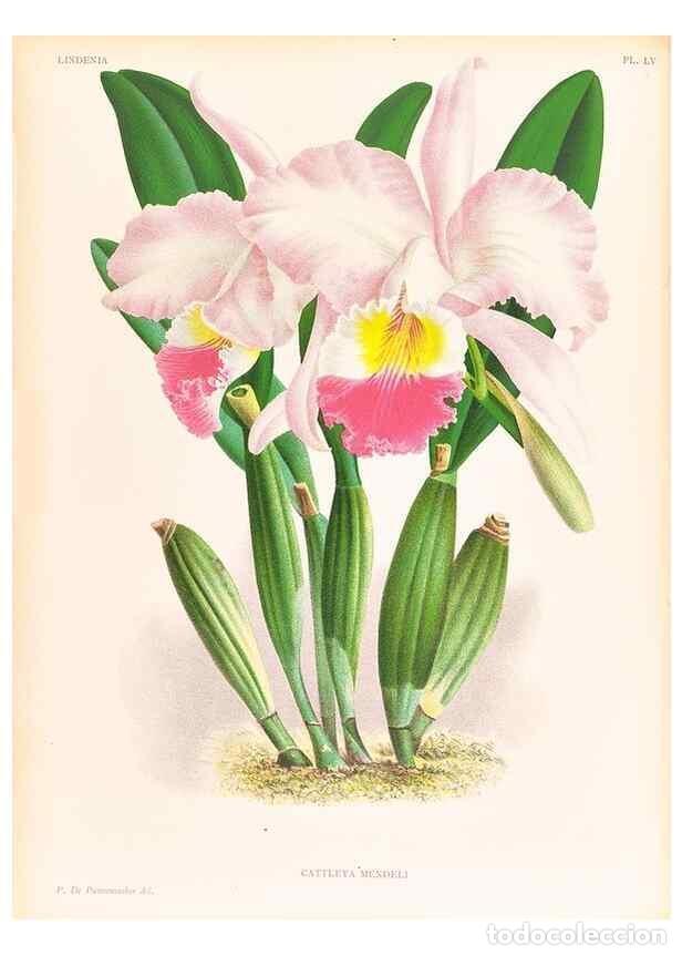 Collection Magazines and Newspapers: Reproducci&oacute;n/Reproduction 49756585158: Lindenia :. Gand [Belgium] :Impr. F. Meyer-van Loo,1885-1906.