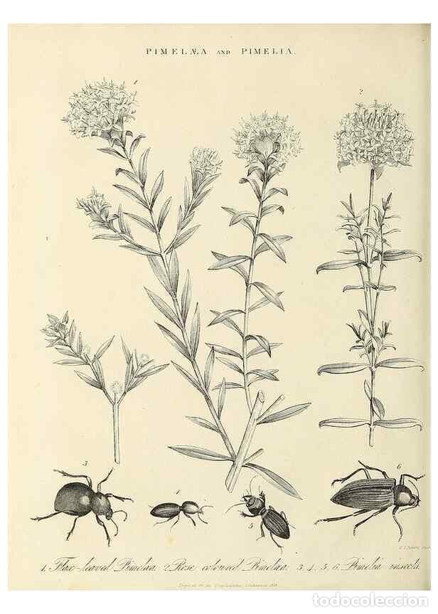 Collection Magazines and Newspapers: Reproducci&oacute;n/Reproduction 49756705978: Encyclopaedia londinensis, or, Universal dictionary of arts,