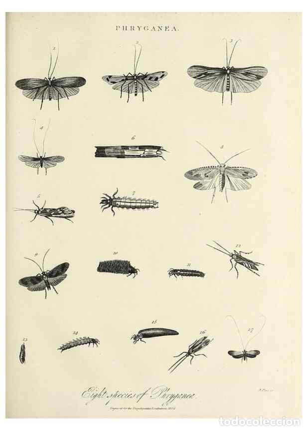 Collection Magazines and Newspapers: Reproducci&oacute;n/Reproduction 49756701983: Encyclopaedia londinensis, or, Universal dictionary of arts,