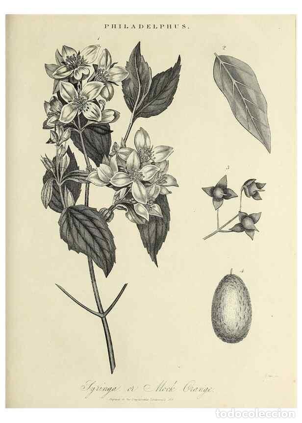 Colecionismo de Revistas e Jornais: Reproducci&oacute;n/Reproduction 49756696883: Encyclopaedia londinensis, or, Universal dictionary of arts,