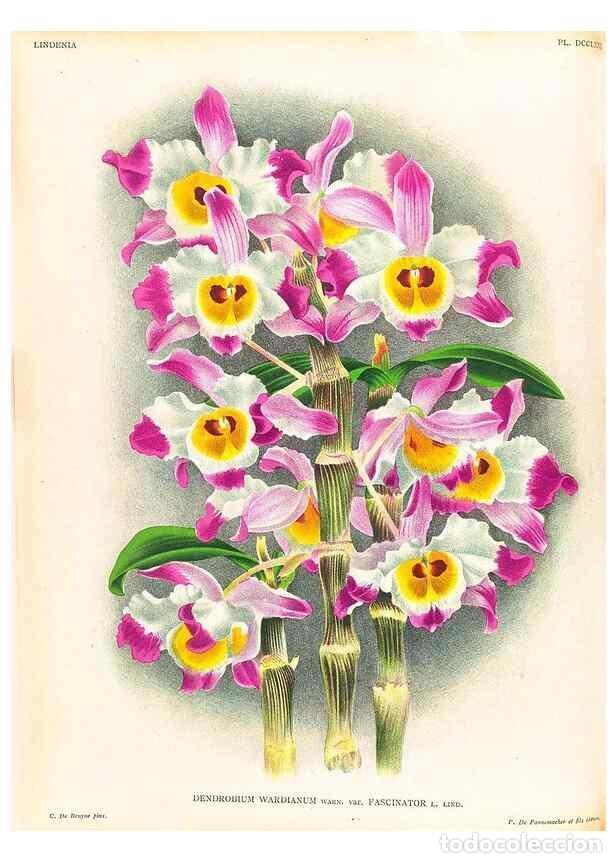 Coleccionismo de Revistas y Peri&oacute;dicos: Reproducci&oacute;n/Reproduction 49756782168: Lindenia :. Gand [Belgium] :Impr. F. Meyer-van Loo,1885-1906.