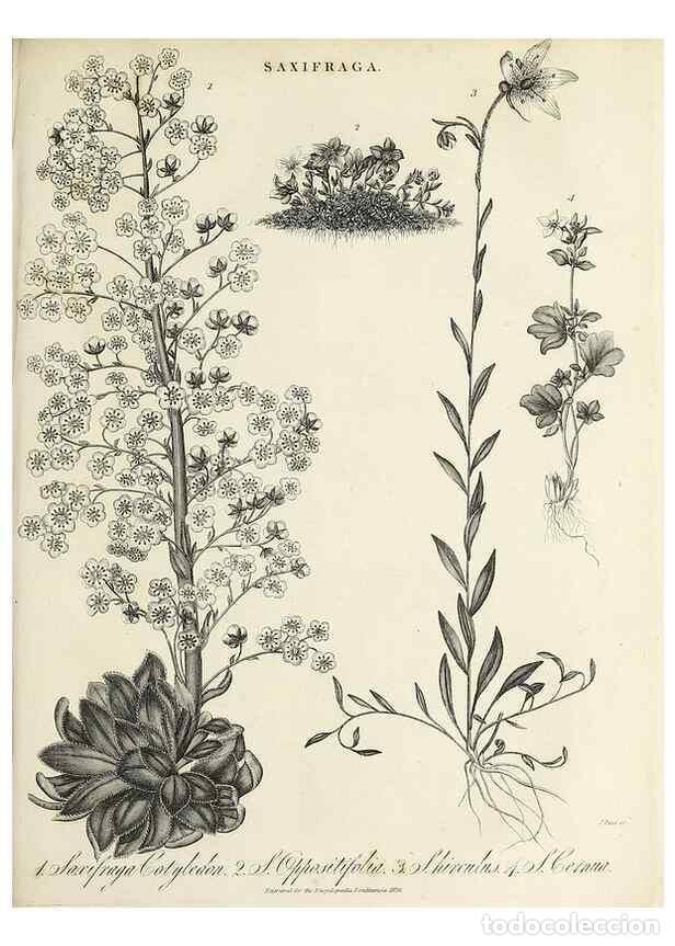 Coleccionismo de Revistas y Peri&oacute;dicos: Reproducci&oacute;n/Reproduction 49757308671: Encyclopaedia londinensis, or, Universal dictionary of arts,