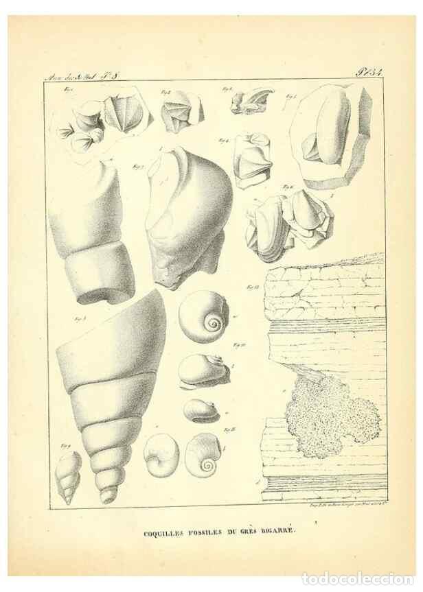 Coleccionismo de Revistas y Peri&oacute;dicos: Reproducci&oacute;n/Reproduction 49773317916: Annales des sciences naturelles :. Paris :Crochard. - Feuguer