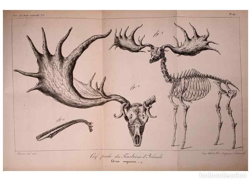 Coleccionismo de Revistas y Peri&oacute;dicos: Reproducci&oacute;n/Reproduction 49773319141: Annales des sciences naturelles :. Paris :Crochard. - Feuguer