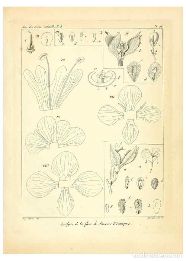 Coleccionismo de Revistas y Peri&oacute;dicos: Reproducci&oacute;n/Reproduction 49773644557: Annales des sciences naturelles :. Paris :Crochard. - Feuguer