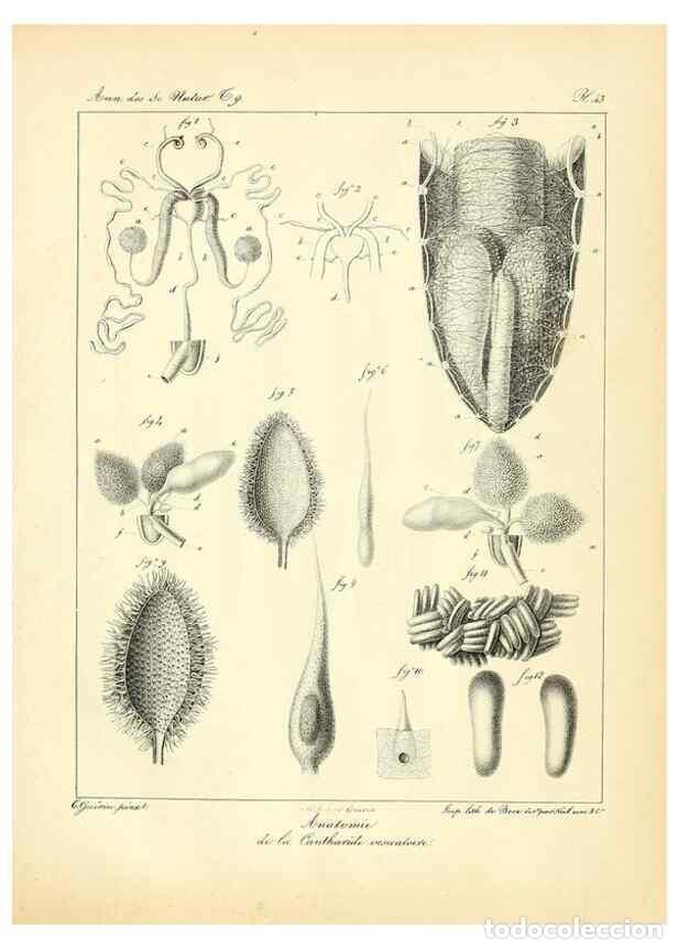 Coleccionismo de Revistas y Peri&oacute;dicos: Reproducci&oacute;n/Reproduction 49773648782: Annales des sciences naturelles :. Paris :Crochard. - Feuguer