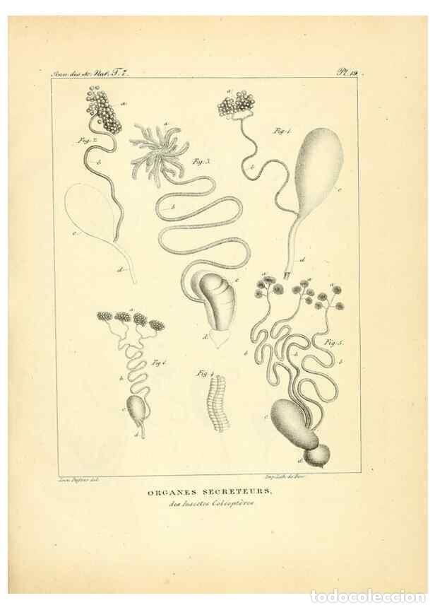 Collectionnisme de Revues et Journaux: Reproducci&oacute;n/Reproduction 49772783203: Annales des sciences naturelles :. Paris :Crochard. - Feuguer