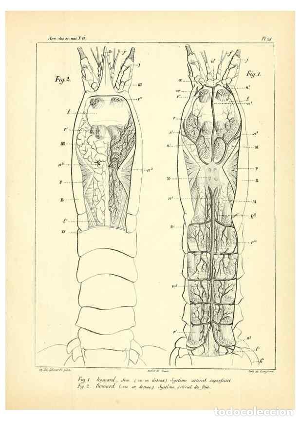 Collectionnisme de Revues et Journaux: Reproducci&oacute;n/Reproduction 49773659217: Annales des sciences naturelles :. Paris :Crochard. - Feuguer
