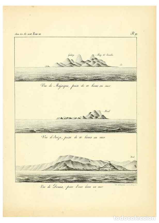 Collectionnisme de Revues et Journaux: Reproducci&oacute;n/Reproduction 49773656337: Annales des sciences naturelles :. Paris :Crochard. - Feuguer