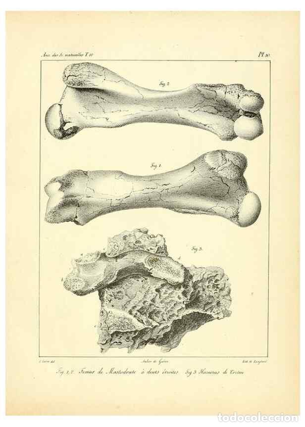 Collectionnisme de Revues et Journaux: Reproducci&oacute;n/Reproduction 49773653837: Annales des sciences naturelles :. Paris :Crochard. - Feuguer