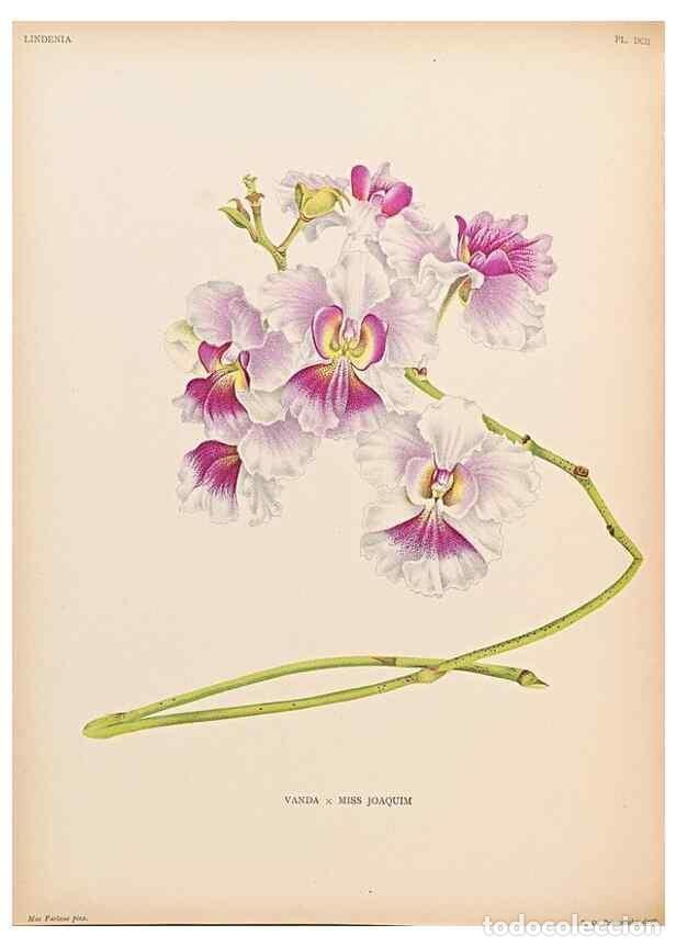 Collectionnisme de Revues et Journaux: Reproducci&oacute;n/Reproduction 49757617672: Lindenia :. Gand [Belgium] :Impr. F. Meyer-van Loo,1885-1906.