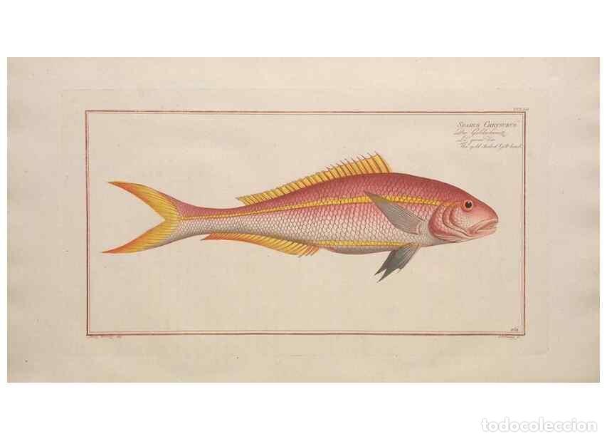 Collectionnisme de Revues et Journaux: Reproducci&oacute;n/Reproduction 49773754093: Ichtyologie, ou, Histoire naturelle, g&eacute;n&eacute;rale et particuli&egrave;re