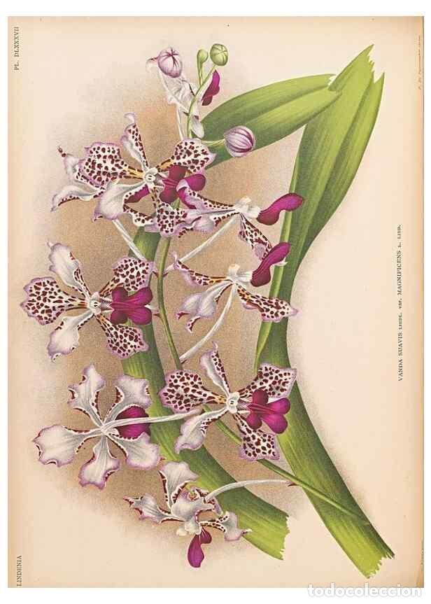 Collectionnisme de Revues et Journaux: Reproducci&oacute;n/Reproduction 49757612167: Lindenia :. Gand [Belgium] :Impr. F. Meyer-van Loo,1885-1906.