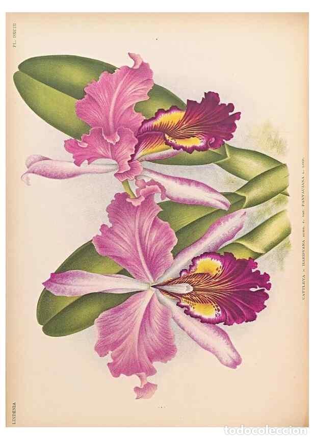 Collectionnisme de Revues et Journaux: Reproducci&oacute;n/Reproduction 49757614527: Lindenia :. Gand [Belgium] :Impr. F. Meyer-van Loo,1885-1906.