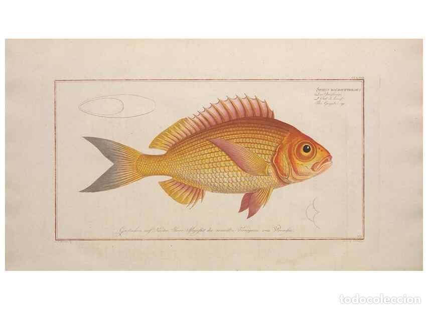 Collectionnisme de Revues et Journaux: Reproducci&oacute;n/Reproduction 49774287606: Ichtyologie, ou, Histoire naturelle, g&eacute;n&eacute;rale et particuli&egrave;re