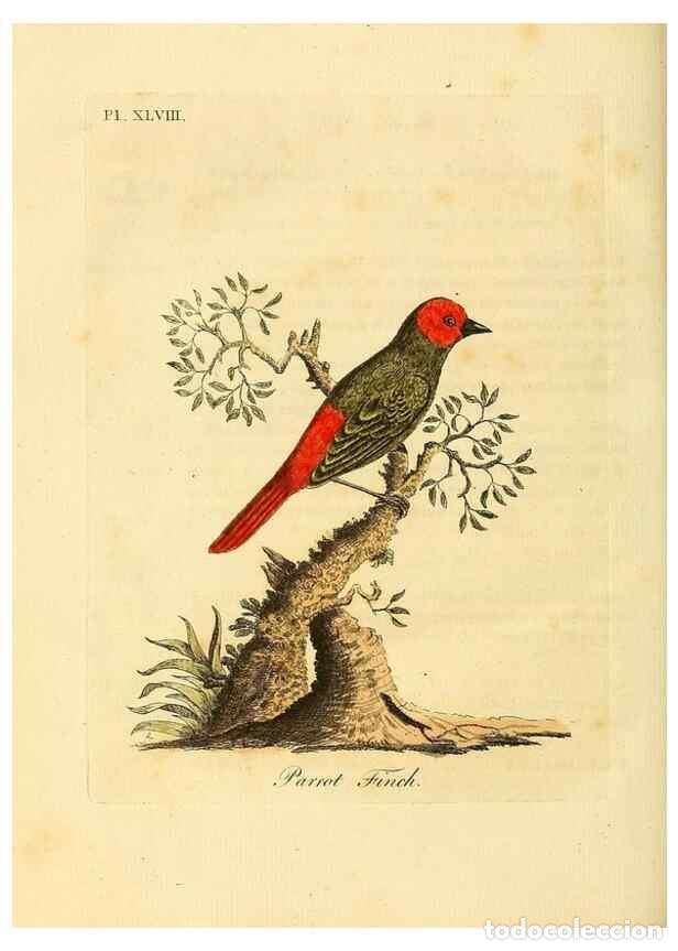 Collectionnisme de Revues et Journaux: Reproducci&oacute;n/Reproduction 49757022042: A general synopsis of birds.. London :Printed for Benj. White