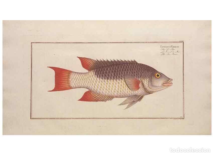 Collectionnisme de Revues et Journaux: Reproducci&oacute;n/Reproduction 49774612387: Ichtyologie, ou, Histoire naturelle, g&eacute;n&eacute;rale et particuli&egrave;re