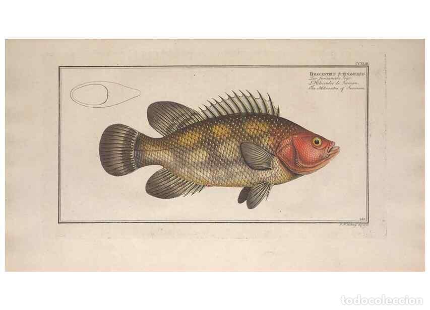 Collectionnisme de Revues et Journaux: Reproducci&oacute;n/Reproduction 49774276706: Ichtyologie, ou, Histoire naturelle, g&eacute;n&eacute;rale et particuli&egrave;re