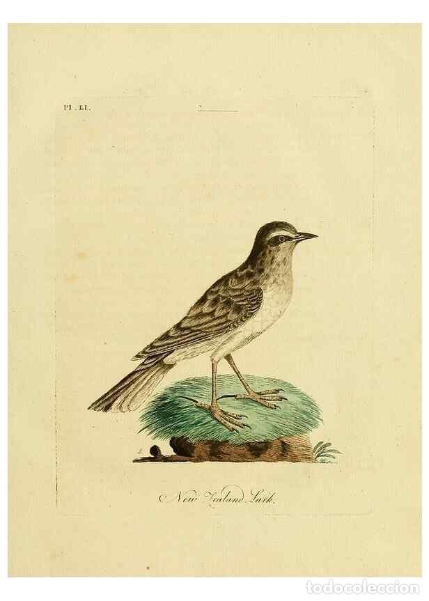 Collectionnisme de Revues et Journaux: Reproducci&oacute;n/Reproduction 49757116572: A general synopsis of birds.. London :Printed for Benj. White