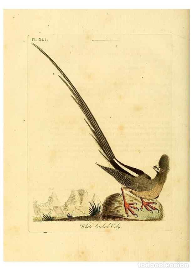Collection Magazines and Newspapers: Reproducci&oacute;n/Reproduction 49756687001: A general synopsis of birds.. London :Printed for Benj. White