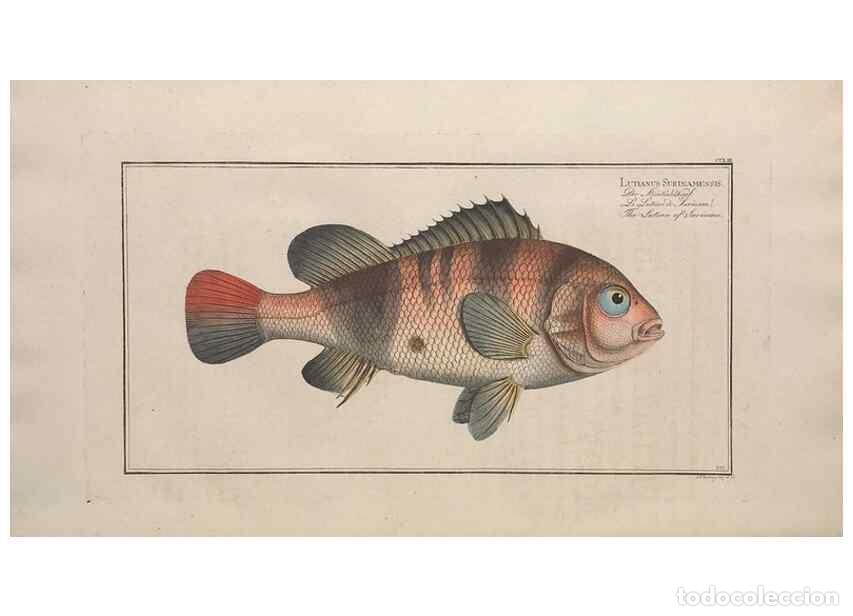 Collection Magazines and Newspapers: Reproducci&oacute;n/Reproduction 49774280431: Ichtyologie, ou, Histoire naturelle, g&eacute;n&eacute;rale et particuli&egrave;re