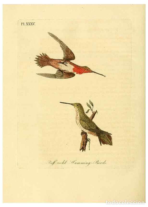 Collection Magazines and Newspapers: Reproducci&oacute;n/Reproduction 49756880847: A general synopsis of birds.. London :Printed for Benj. White